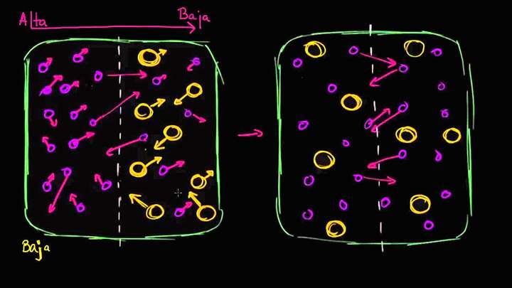 Gradientes de concentración | Membranas y transporte | Biología | Khan Academy en Español