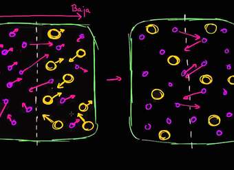 Gradientes de concentración | Membranas y transporte | Biología | Khan Academy en Español