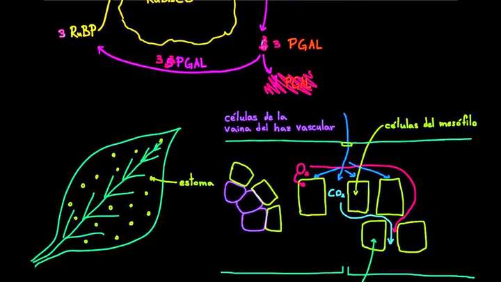 Fotosíntesis C-4 | Biología | Khan Academy en Español