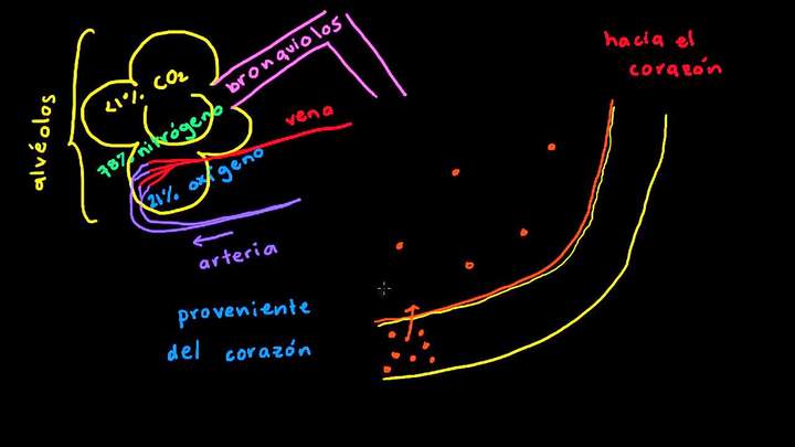 Glóbulos rojos | Biología humana | Biología | Khan Academy en Español