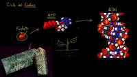 El ciclo del fósforo | Ecología | Biología | Khan Academy en Español