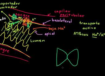 Transporte activo secundario en la nefrona | Biología humana | Biología | Khan Academy en Español