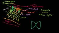 Transporte activo secundario en la nefrona | Biología humana | Biología | Khan Academy en Español