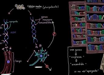 Especialización celular (diferenciación) | Biología | Khan Academy en Español