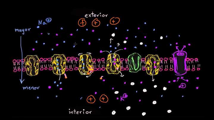 Gradiente electroquímico y transporte activo secundario | Biología | Khan Academy en Español