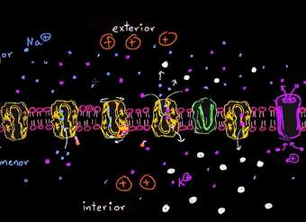 Gradiente electroquímico y transporte activo secundario | Biología | Khan Academy en Español