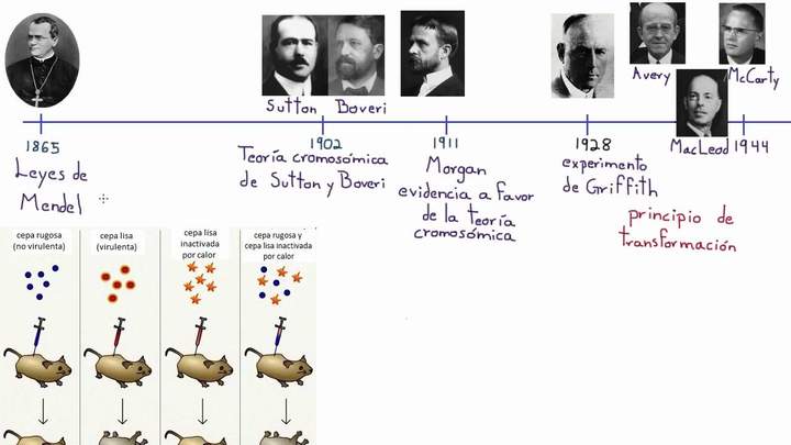 Establecimiento del ADN como el principio de transformación | Khan Academy en Español