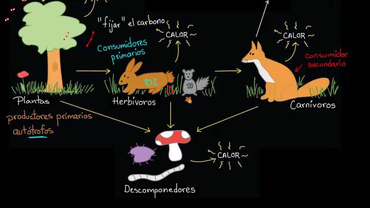 Flujo de energía y materia a través de los ecosistemas | Biología | Khan Academy en Español