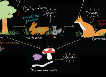 Flujo de energía y materia a través de los ecosistemas | Biología | Khan Academy en Español