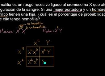 Ejemplo de cuadro de Punnett para rasgo recesivo ligado al cromosoma sexual