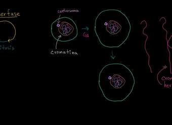 Interfase | División celular | Biología | Khan Academy en Español