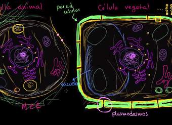 Panorama de las células animales y vegetales | Biología | Khan Academy en Español