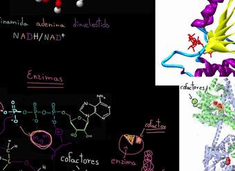 Cofactores enzimáticos y coenzimas | Energía y enzimas | Biología | Khan Academy en Español