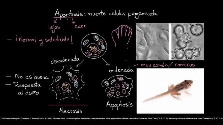 Apoptosis | Biología del desarrollo | Biología | Khan Academy en Español