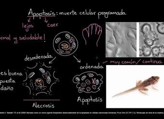 Apoptosis | Biología del desarrollo | Biología | Khan Academy en Español