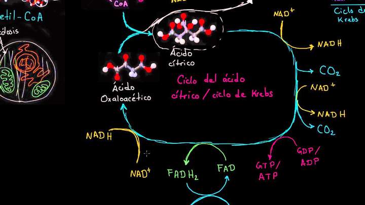 Visión general de la respiración celular | Respiración celular | Biología | Khan Academy en Español