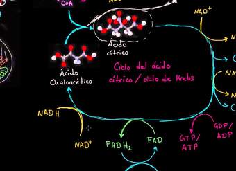 Visión general de la respiración celular | Respiración celular | Biología | Khan Academy en Español