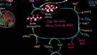 Visión general de la respiración celular | Respiración celular | Biología | Khan Academy en Español