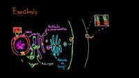 Exocitosis | Membranas y transporte | Biología | Khan Academy en Español