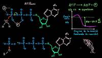 Mecanismo de hidrólisis del ATP | Energía y enzimas | Biología | Khan Academy en Español