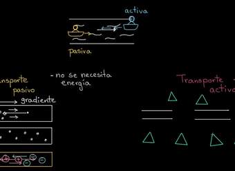 Introducción al transporte activo y pasivo | Khan Academy en Español