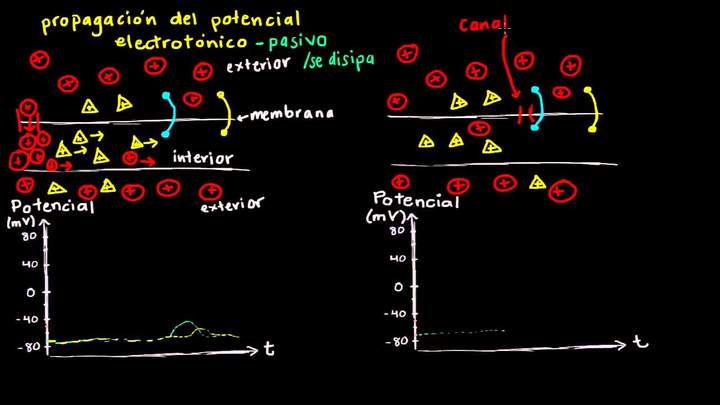 Potencial electrotónico y potencial de acción | Biología | Khan Academy en Español