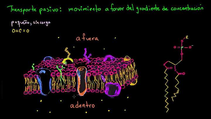 Transporte pasivo y permeabilidad selectiva | Biología | Khan Academy en Español