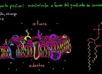 Transporte pasivo y permeabilidad selectiva | Biología | Khan Academy en Español
