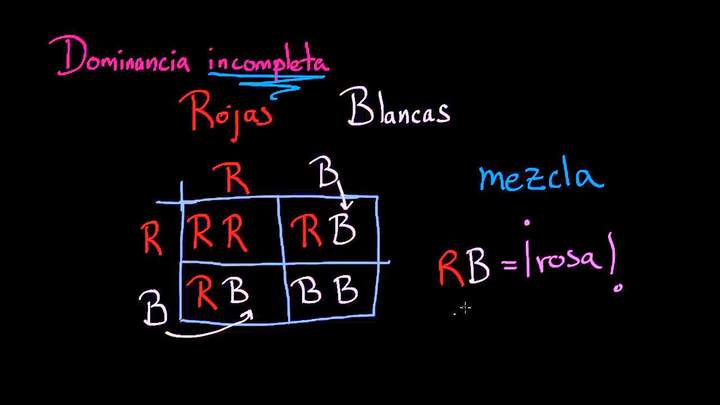 Divertidos cuadros de Punnett | Herencia y evolución | Biología | Khan Academy en Español