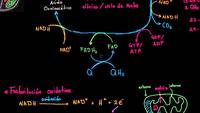 Fosforilación oxidativa y la cadena de transporte de electrones | Khan Academy en Español