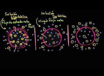 Soluciones hipotónicas, isotónicas e hipertónicas (tonicidad) | Biología | Khan Academy en Español