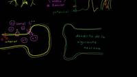 Sinapsis neuronal | Biología humana | Biología | Khan Academy en Español