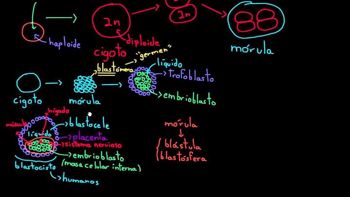 Células madre embrionarias | División celular | Biología | Khan Academy en Español