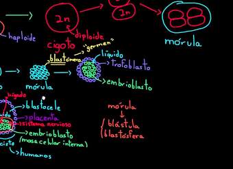 Células madre embrionarias | División celular | Biología | Khan Academy en Español