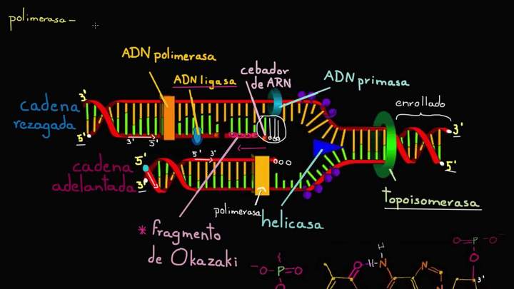 Velocidad y precisión de la replicación del ADN | Biología | Khan Academy en Español