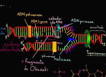 Velocidad y precisión de la replicación del ADN | Biología | Khan Academy en Español