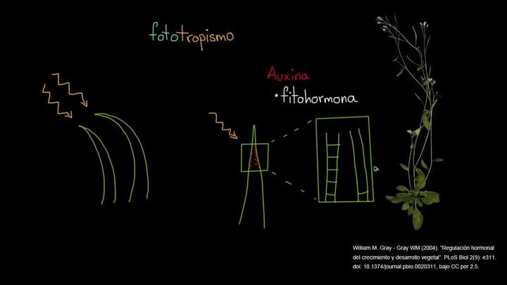 Fototropismo | Biología vegetal | Biología | Khan Academy en Español