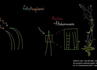 Fototropismo | Biología vegetal | Biología | Khan Academy en Español