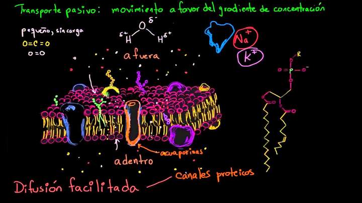 Difusión facilitada | Membranas y transporte | Biología | Khan Academy en Español