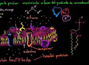 Difusión facilitada | Membranas y transporte | Biología | Khan Academy en Español