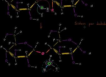Síntesis por deshidratación o reacción de condensación | Biología | Khan Academy en Español