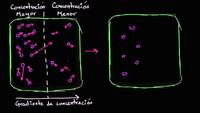 Difusión | Membranas y transporte | Biología | Khan Academy en Español