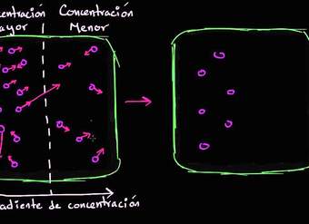 Difusión | Membranas y transporte | Biología | Khan Academy en Español