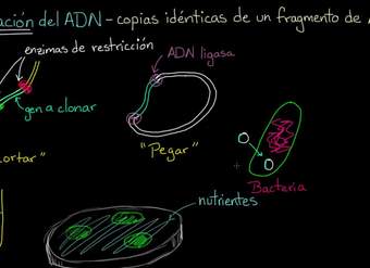 Clonación de ADN y ADN recombinante | Biología | Khan Academy en Español