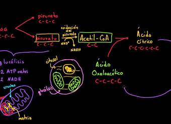 Ciclo de Krebs o del ácido cítrico | Respiración celular | Biología | Khan Academy en Español