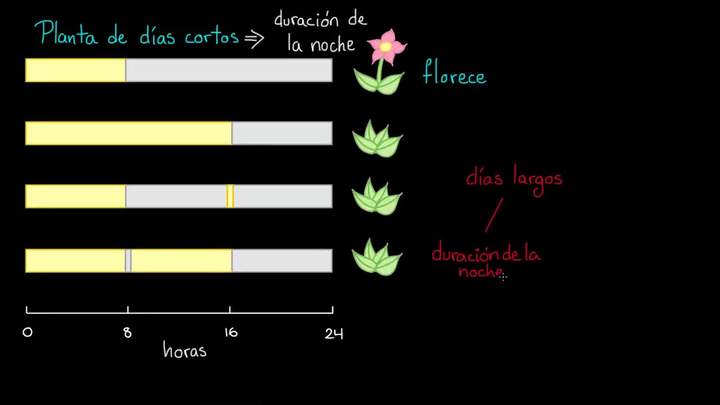 Fotoperiodismo | Ecología | Biología | Khan Academy en Español