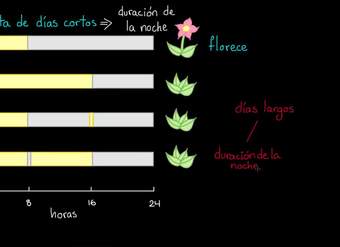Fotoperiodismo | Ecología | Biología | Khan Academy en Español