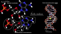 Introducción a los ácidos nucleicos y nucleótidos | Khan Academy en Español