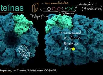 Introducción a las proteínas y los aminoácidos | Khan Academy en Español