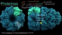 Introducción a las proteínas y los aminoácidos | Khan Academy en Español